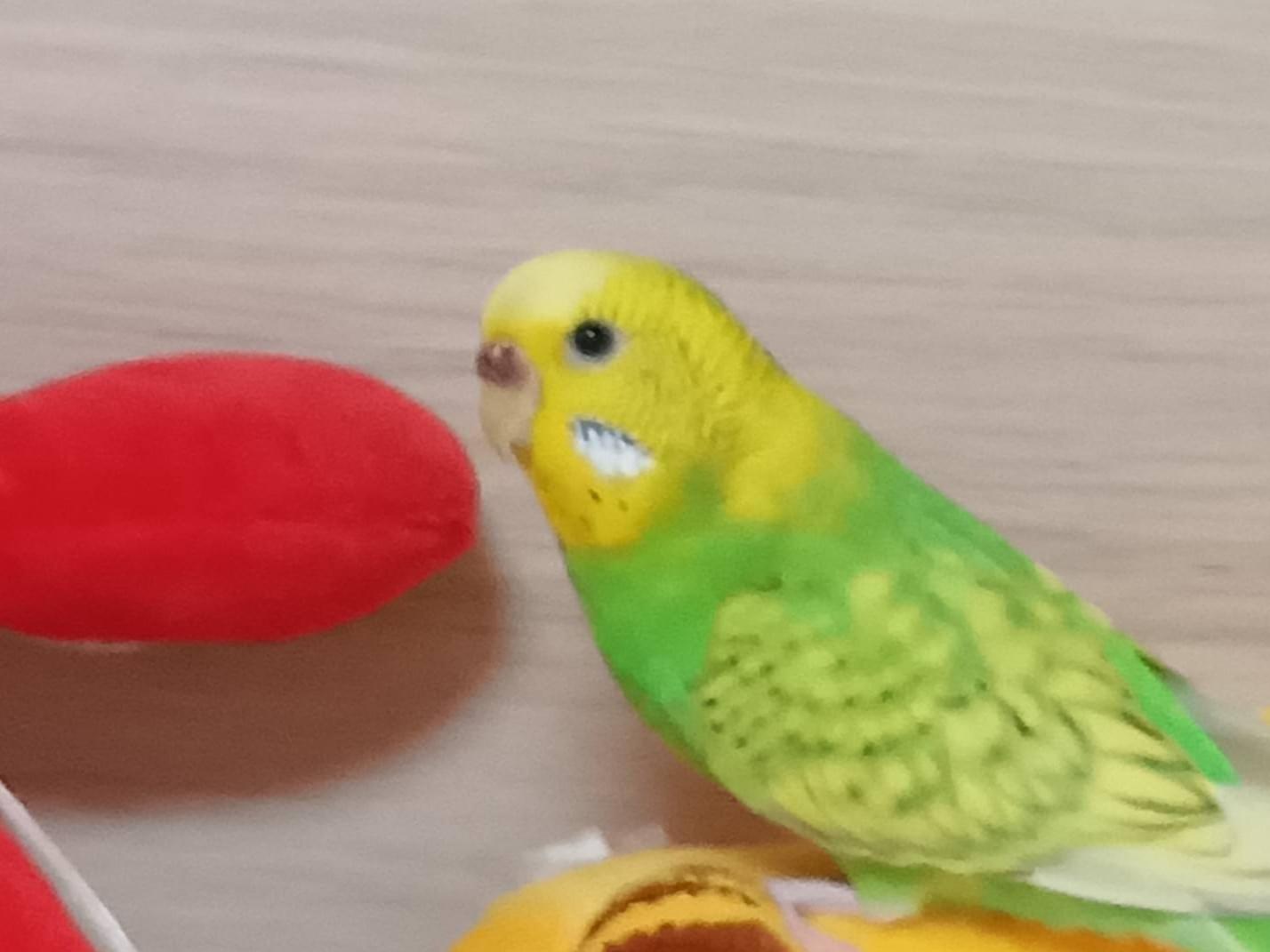 ぴーちゃん ぴーちゃん