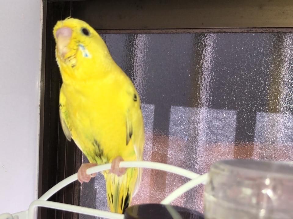 ぴーちゃん ぴーちゃん