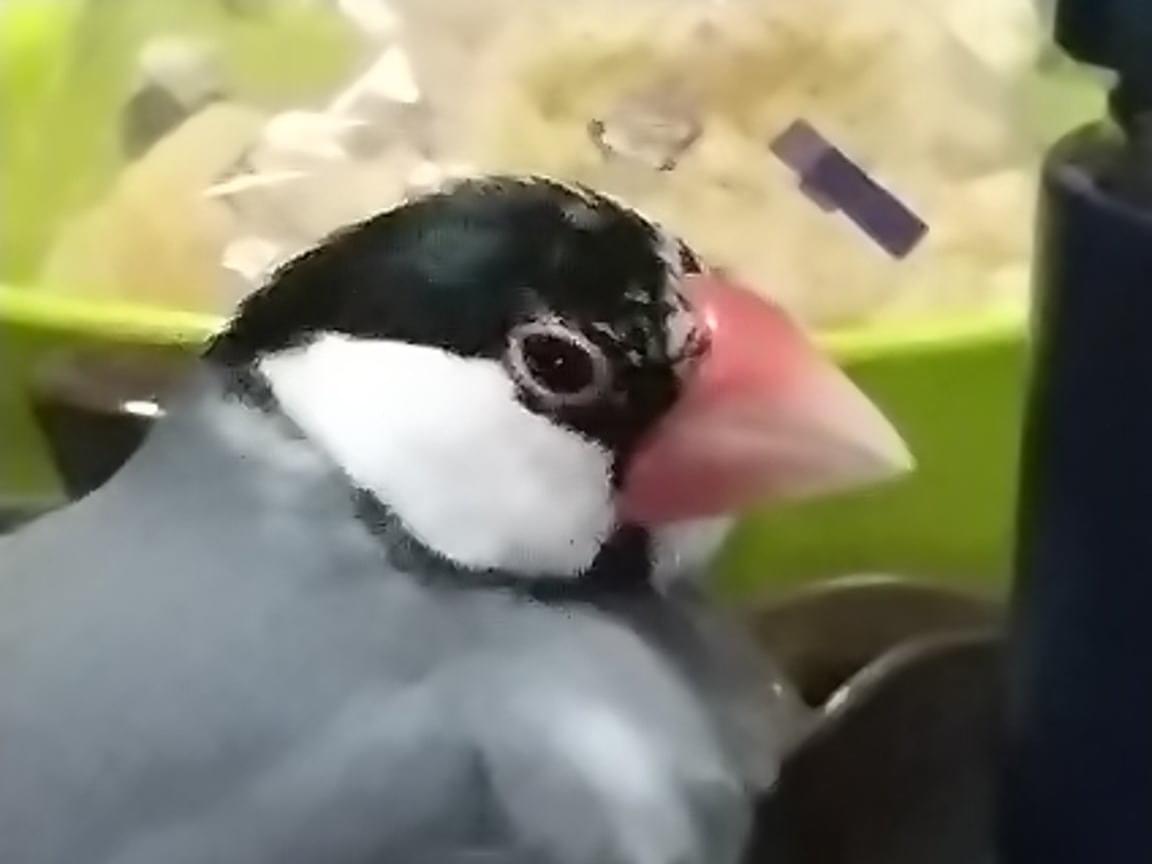 ちびのしんちゃん ちびのしんちゃん