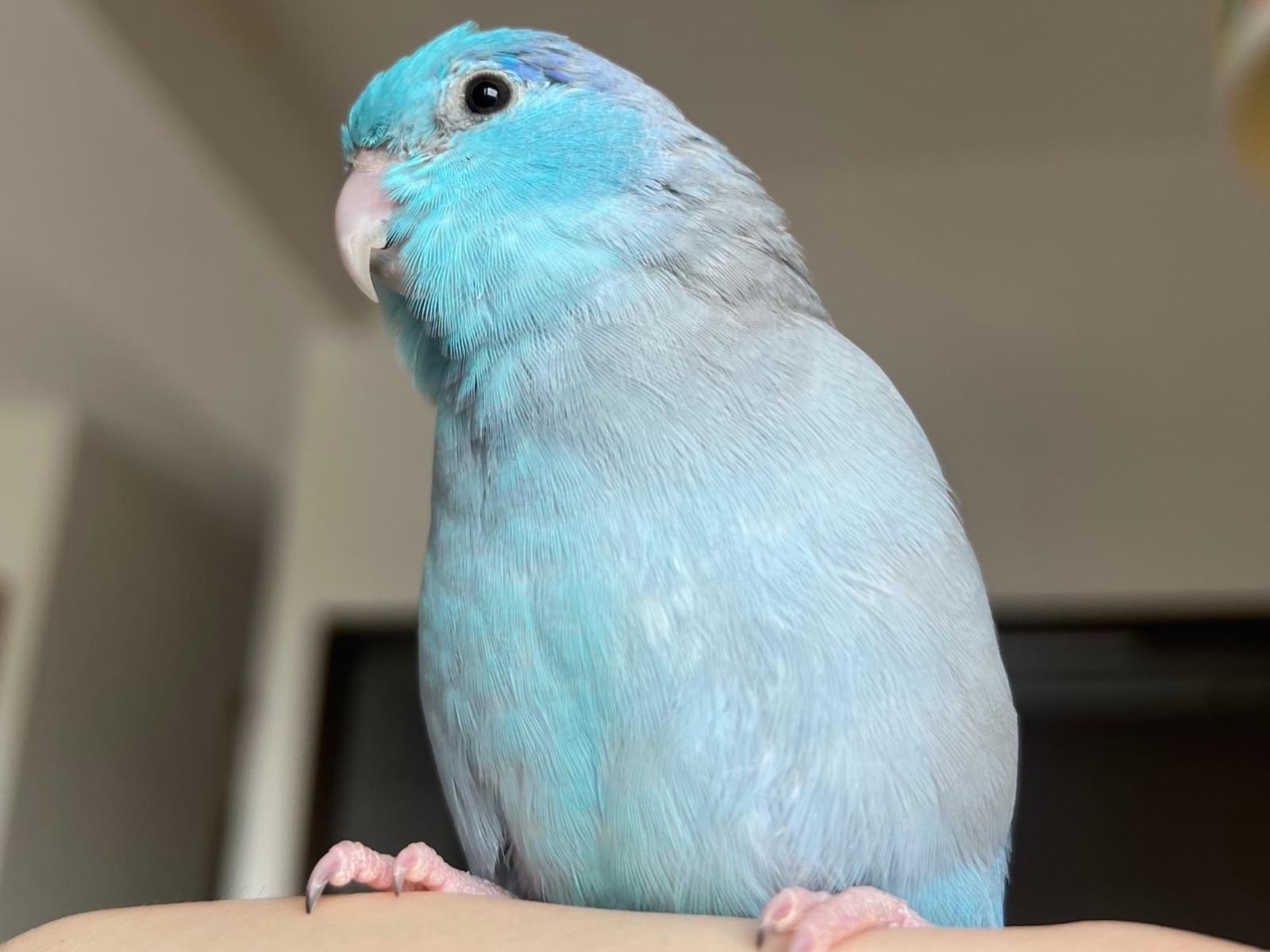 チミちゃん チミちゃん
