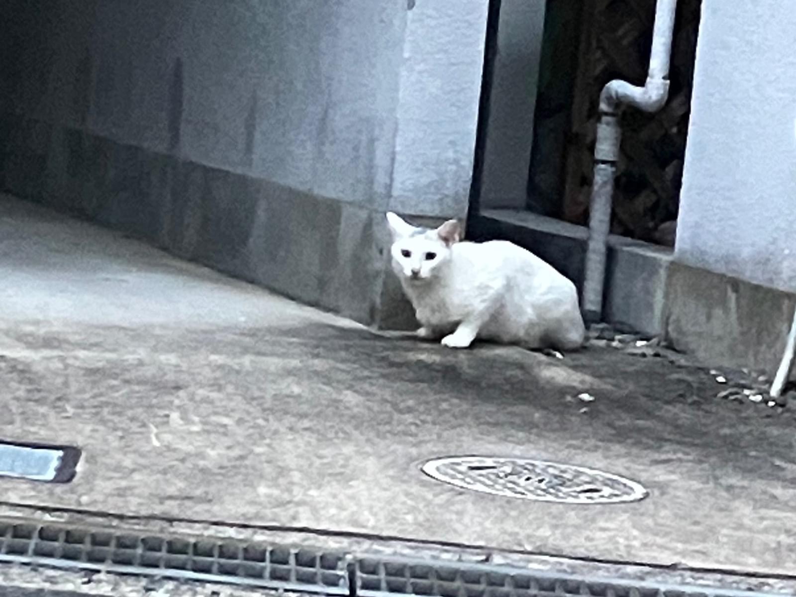 目撃された猫 目撃された猫