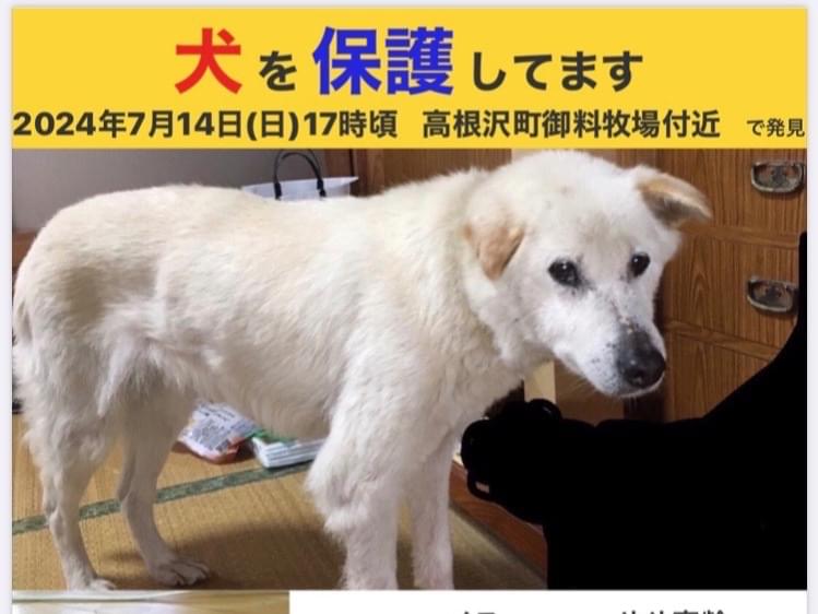 保護された犬 保護された犬