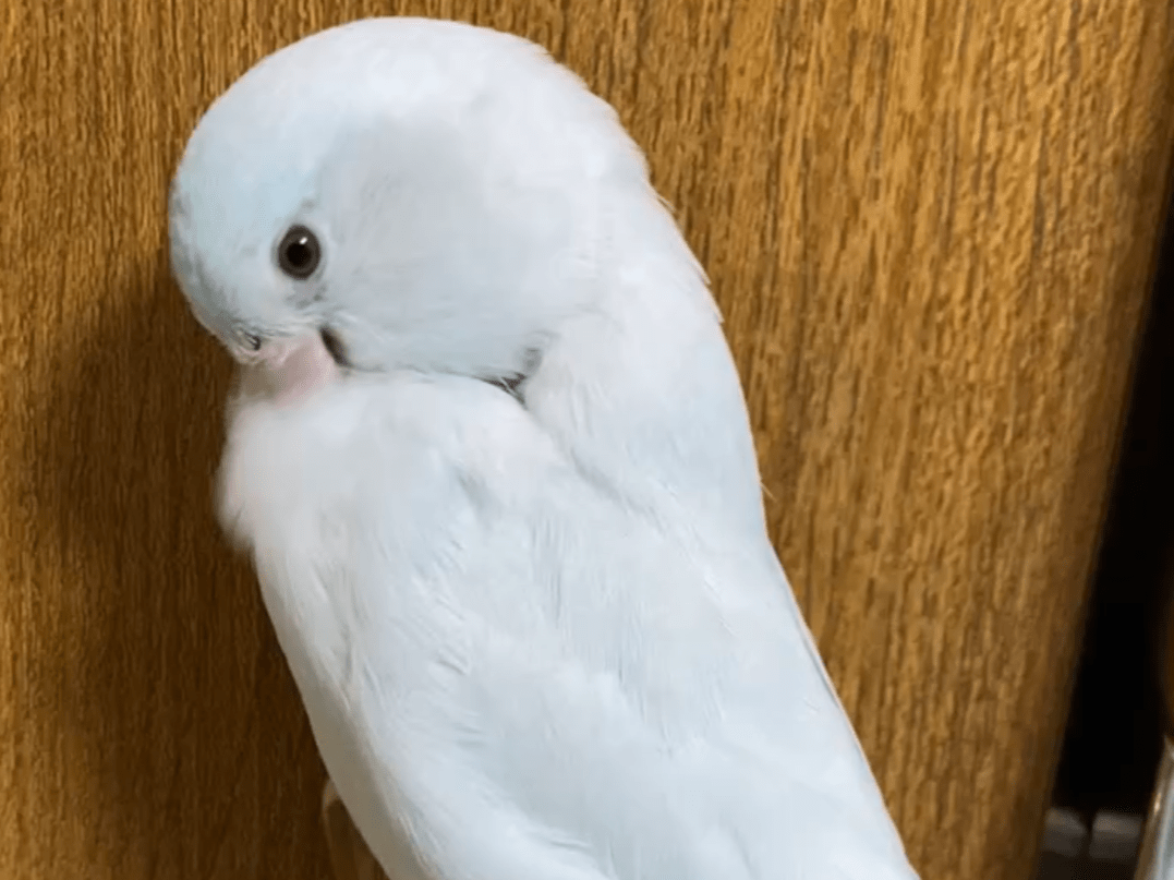 ラムネちゃん ラムネちゃん
