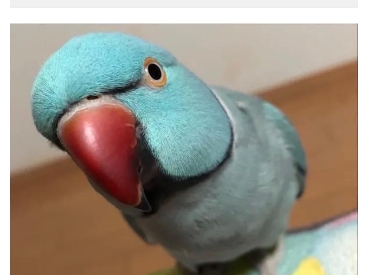 あおちゃん あおちゃん