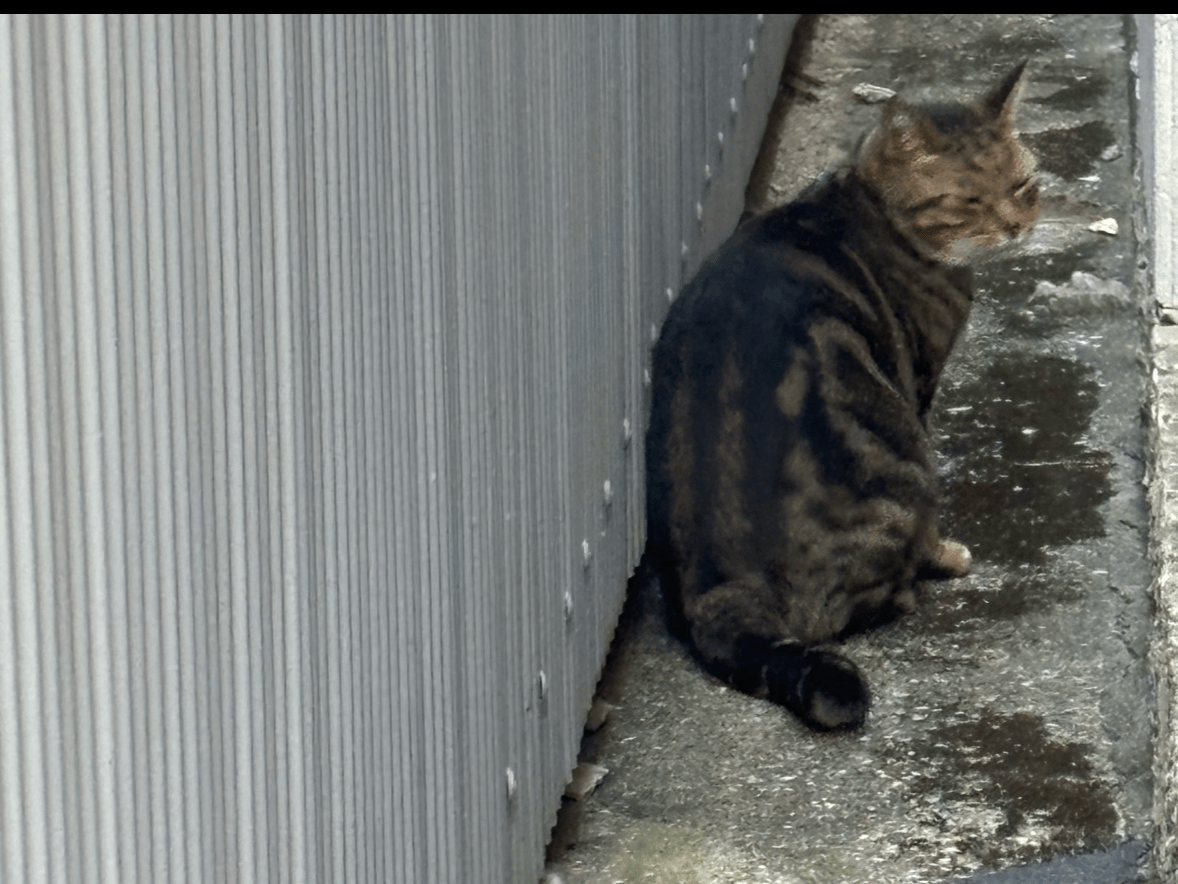 目撃された猫 目撃された猫