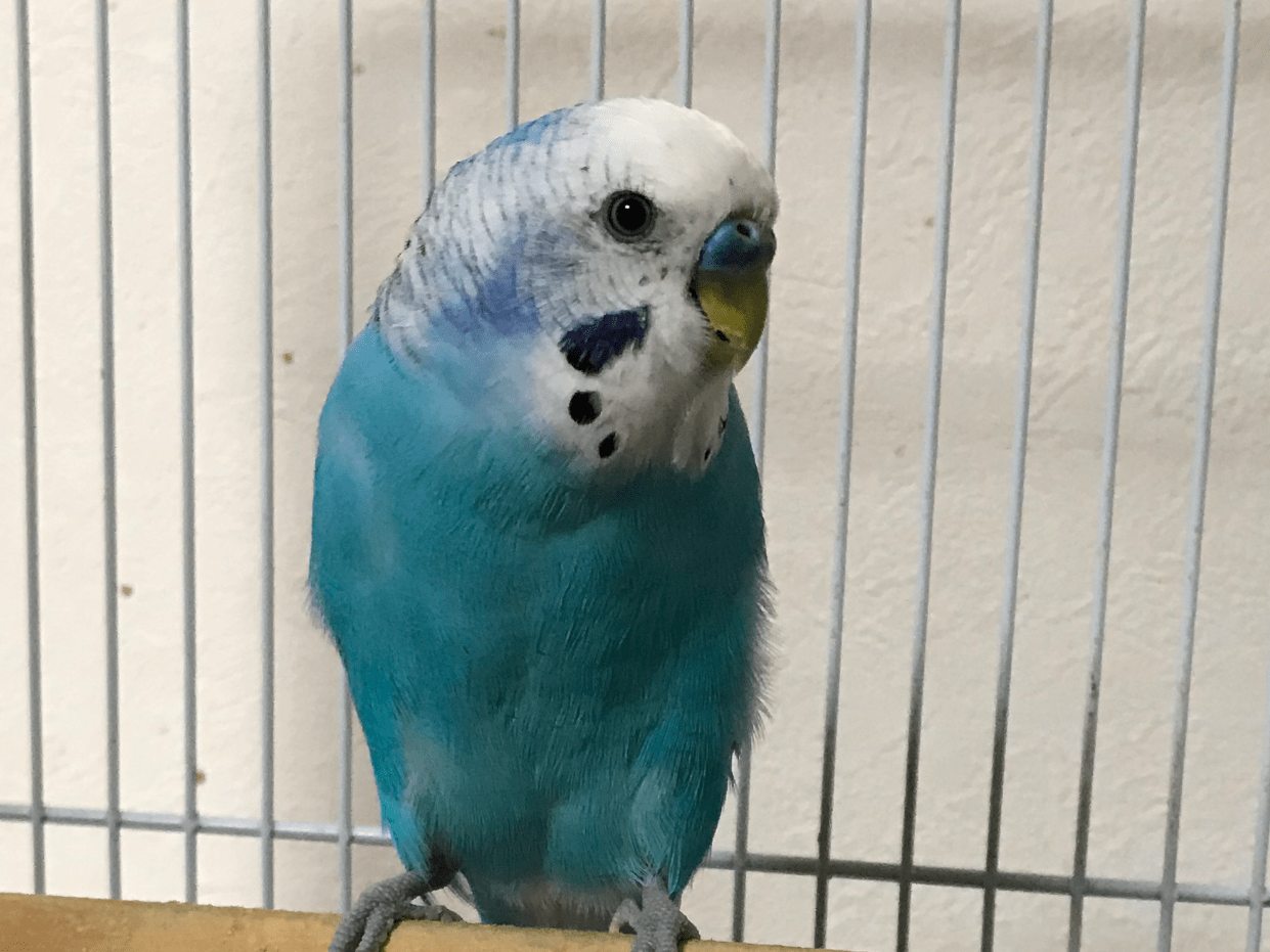 あおいちゃん あおいちゃん