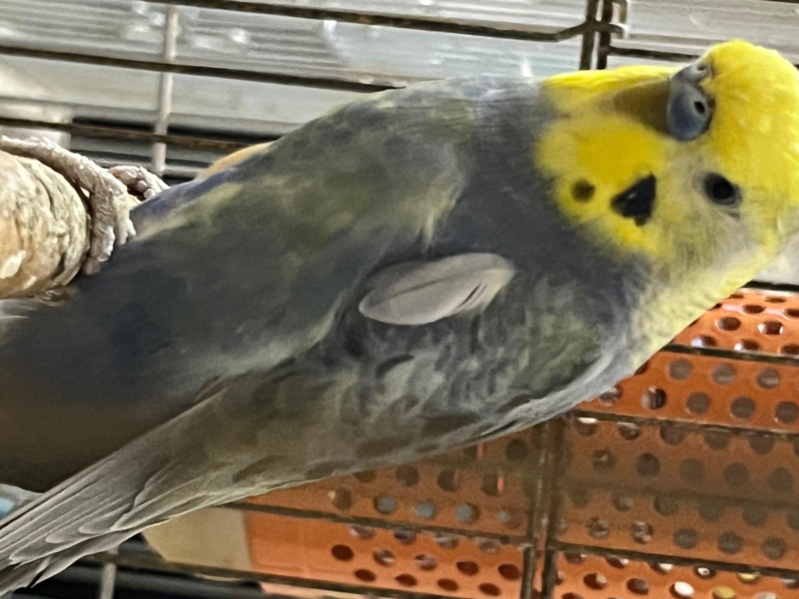 ぴこたちゃん ぴこたちゃん