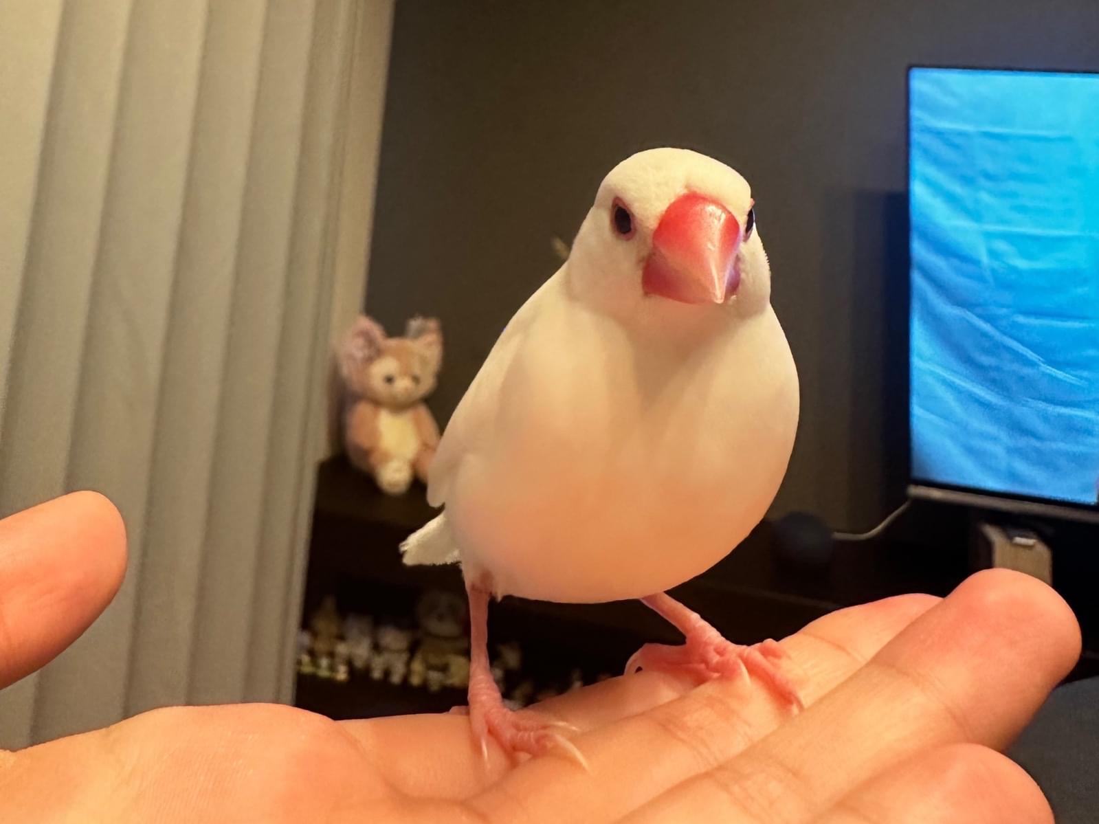 ココちゃん ココちゃん