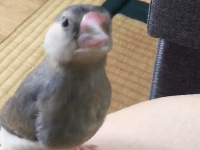 文ちゃん 文ちゃん