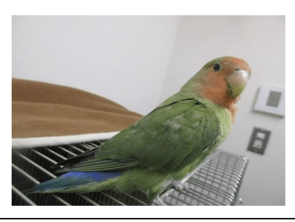 保護された鳥 保護された鳥