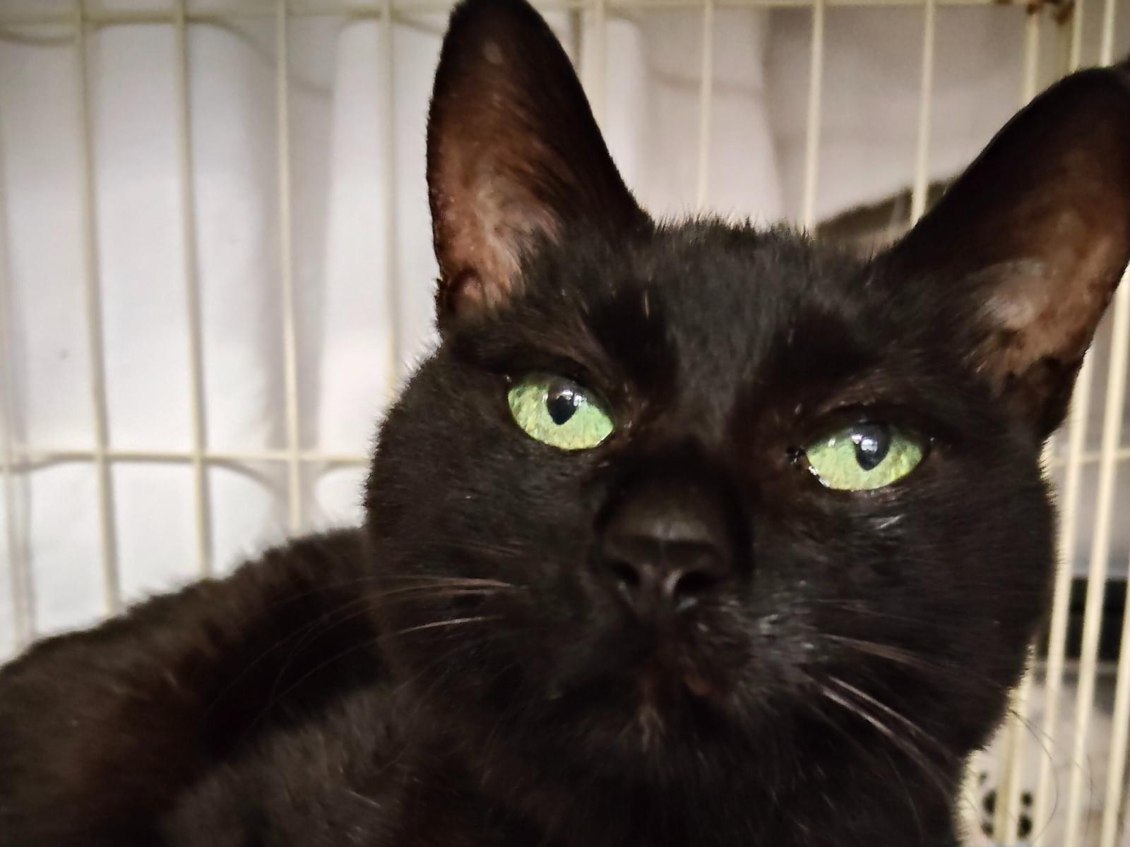 保護された猫 保護された猫