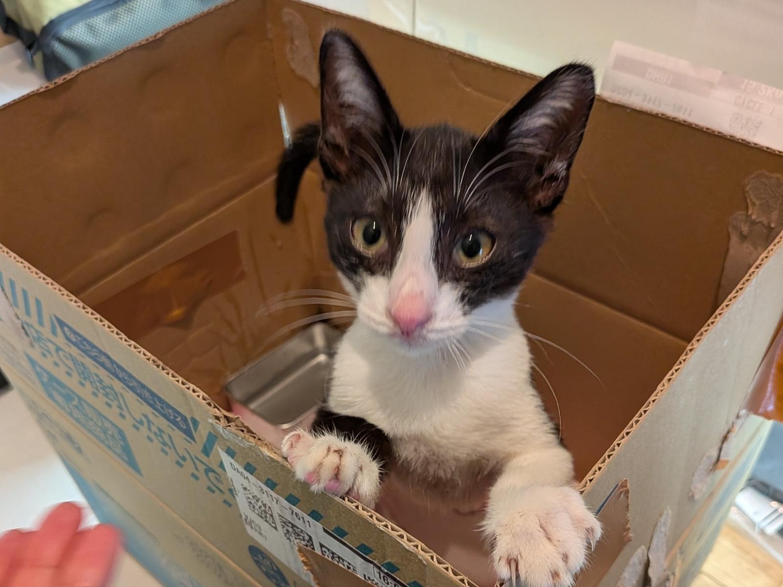 保護された猫 保護された猫
