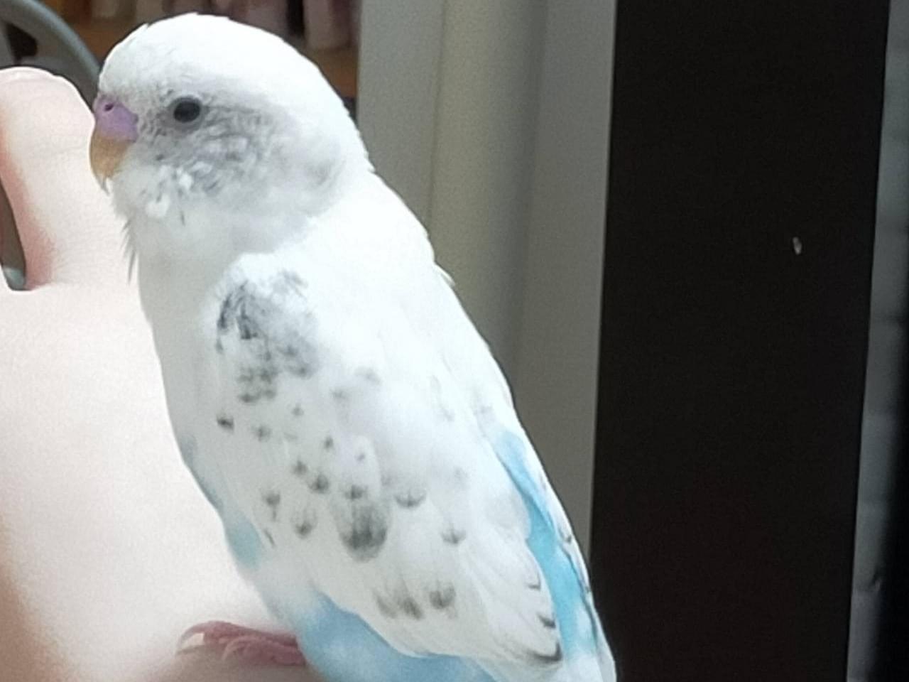 ハクちゃん ハクちゃん