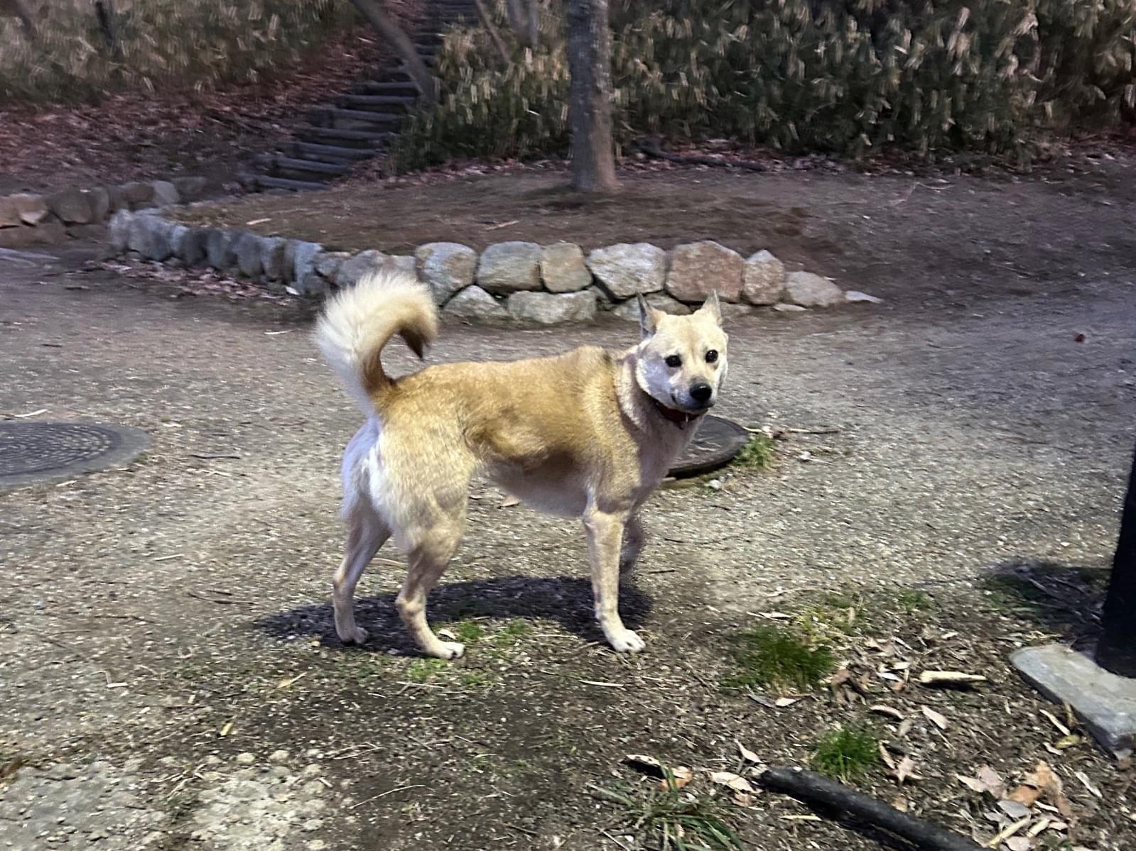 目撃された犬 目撃された犬