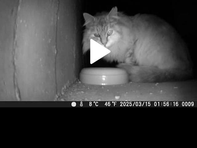 目撃された猫 目撃された猫