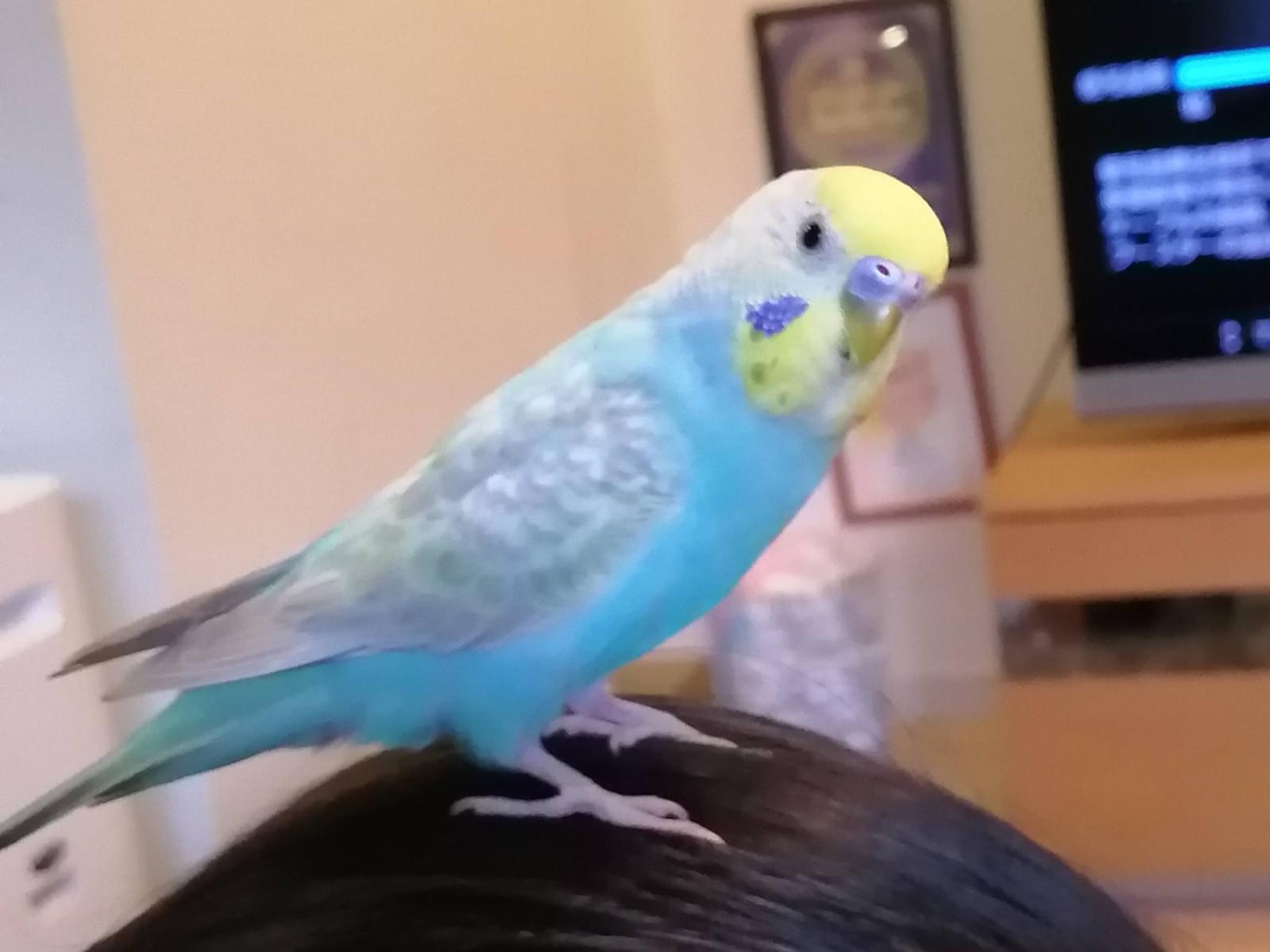 ソラちゃん ソラちゃん