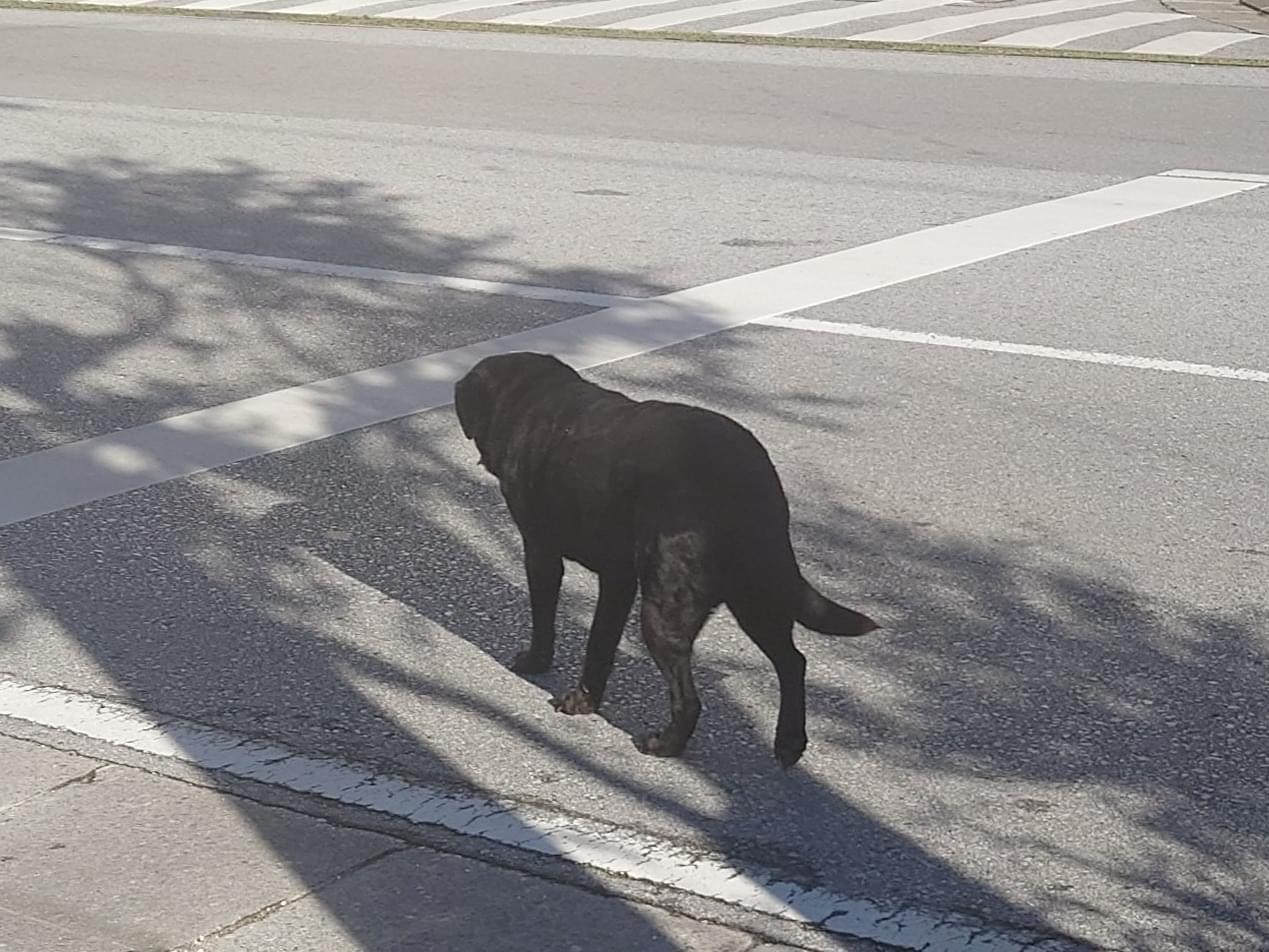 目撃された犬 目撃された犬