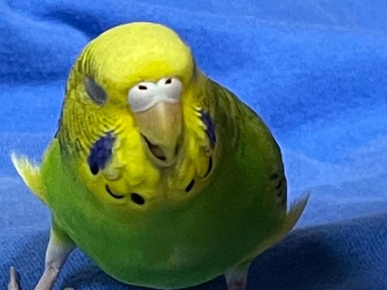 はるちゃん はるちゃん