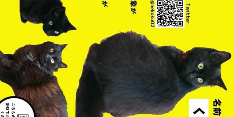 BUCK-TICK 4枚セット　黒猫のしっぽ Amazon | ネコ型ピック ギターピック (ネコ3p) カワイイ 1mm 3枚