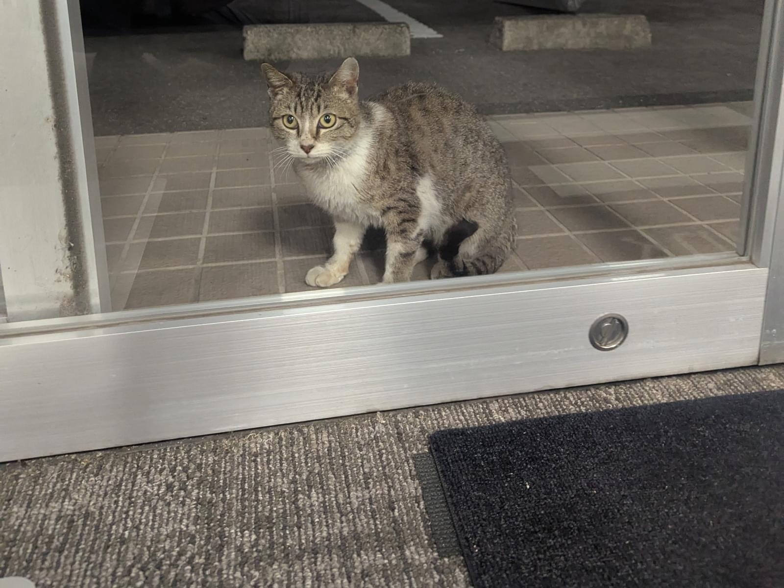 目撃された猫 目撃された猫