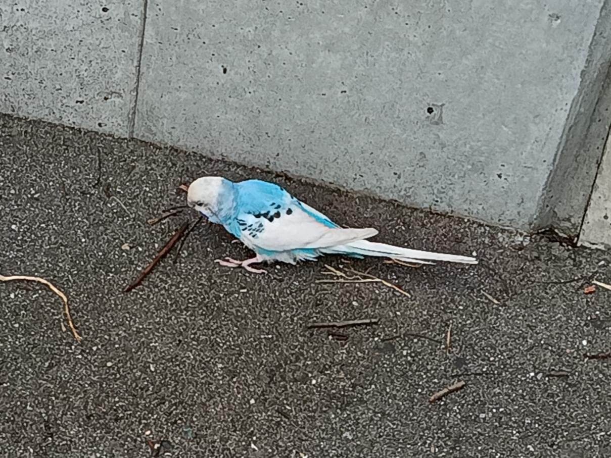 目撃された鳥 目撃された鳥
