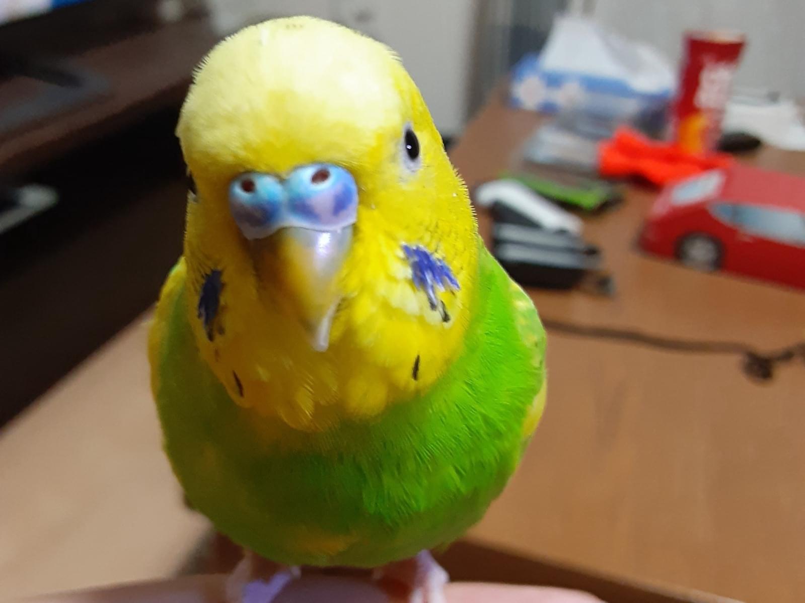 むぎちゃん むぎちゃん
