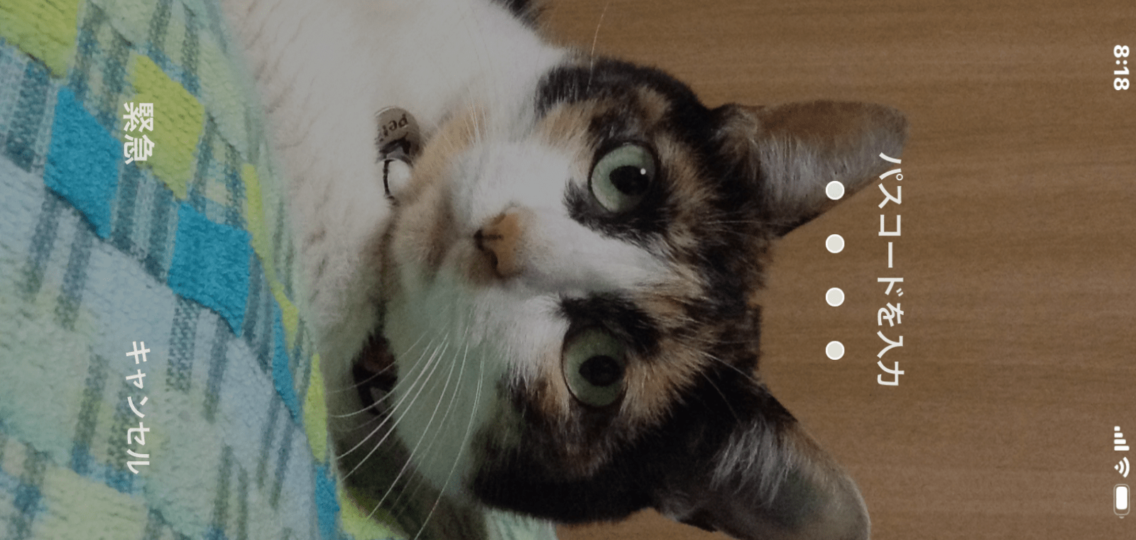 三毛猫です 三毛猫で18才です