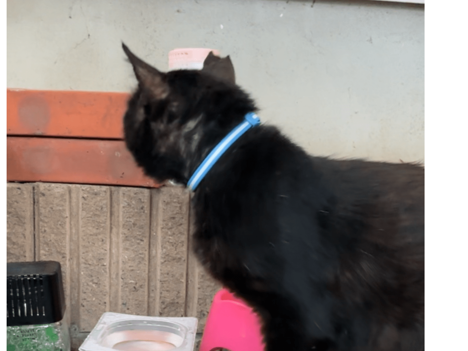 目撃された猫