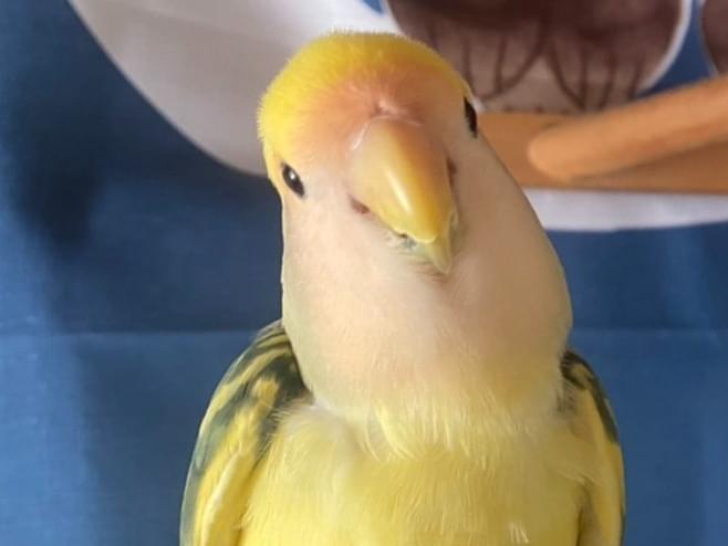 メリちゃん メリちゃん