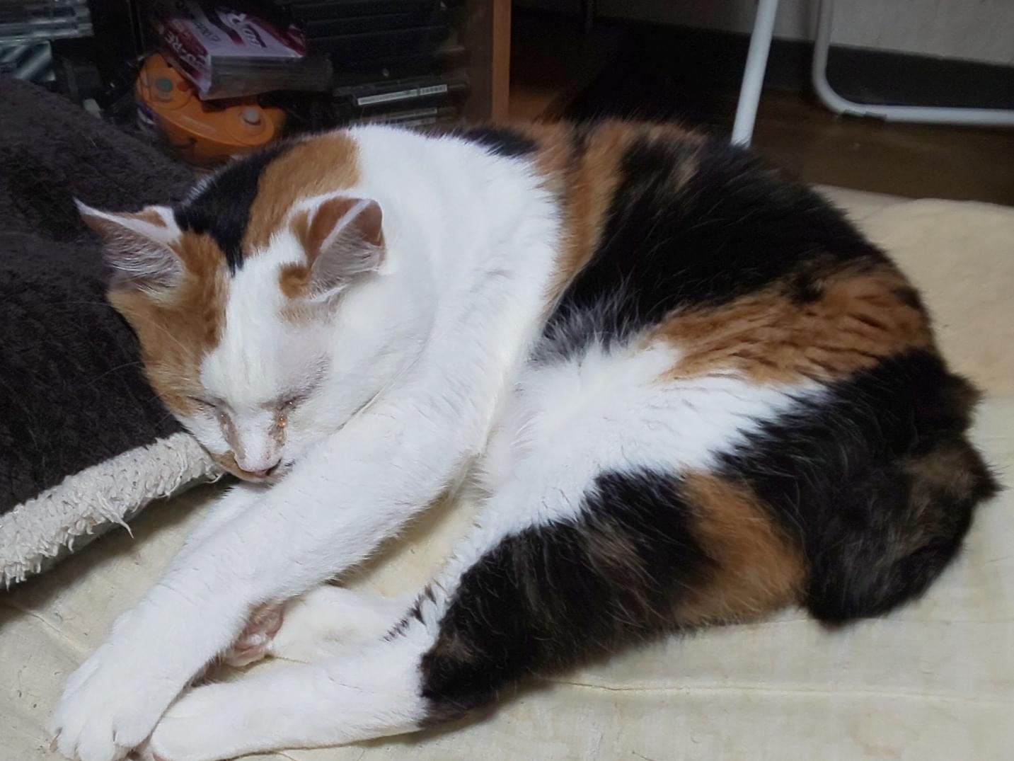 ポーちゃん ポーちゃん