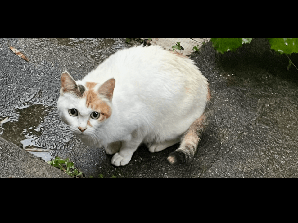 目撃された猫 目撃された猫
