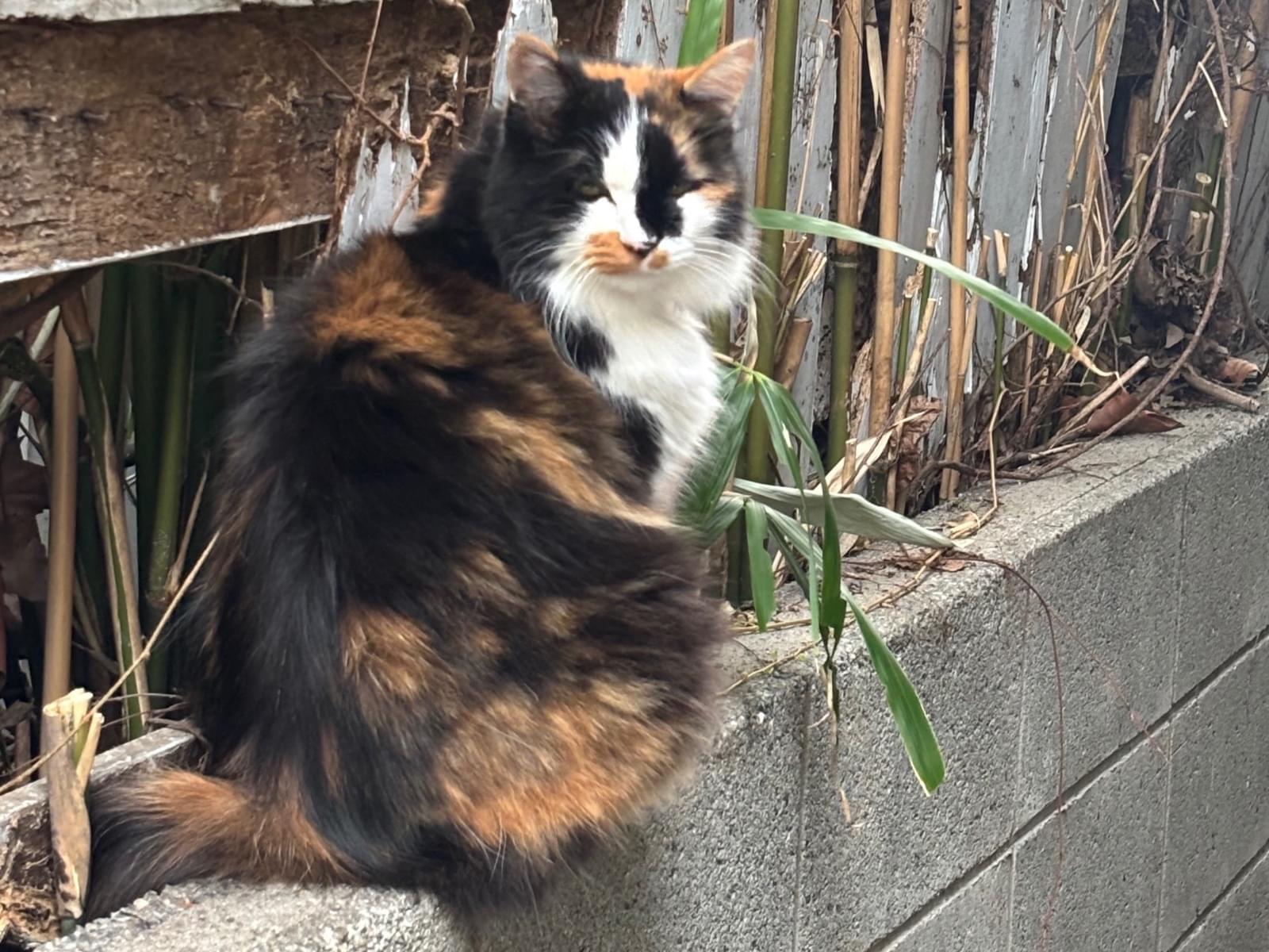 目撃された猫 目撃された猫