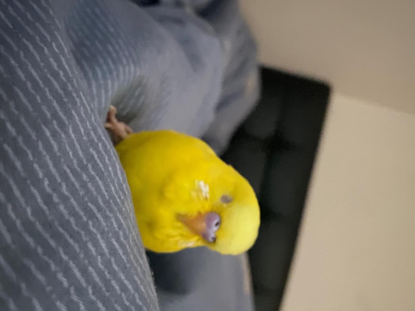 保護された鳥 保護された鳥