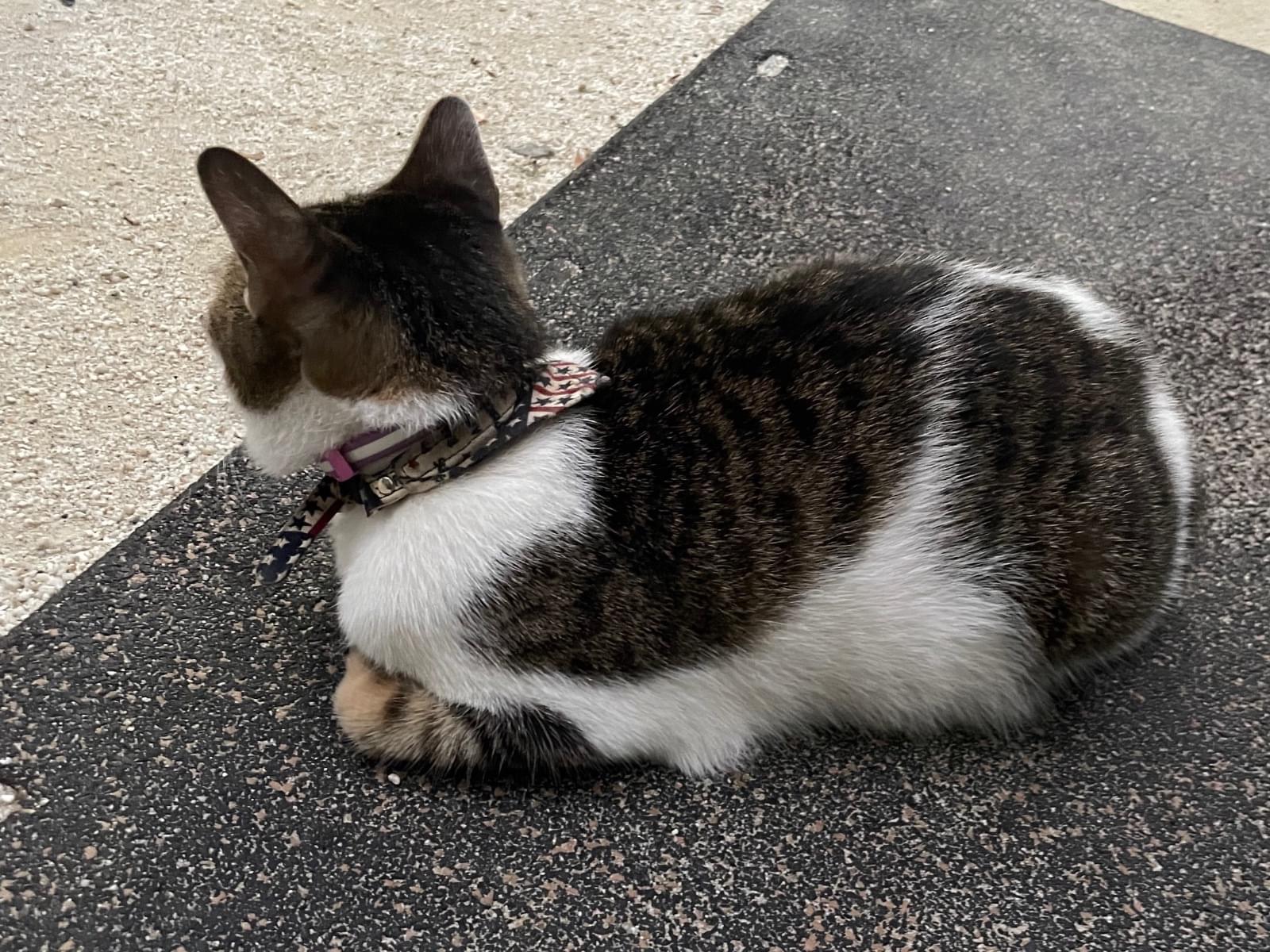 目撃された猫 目撃された猫
