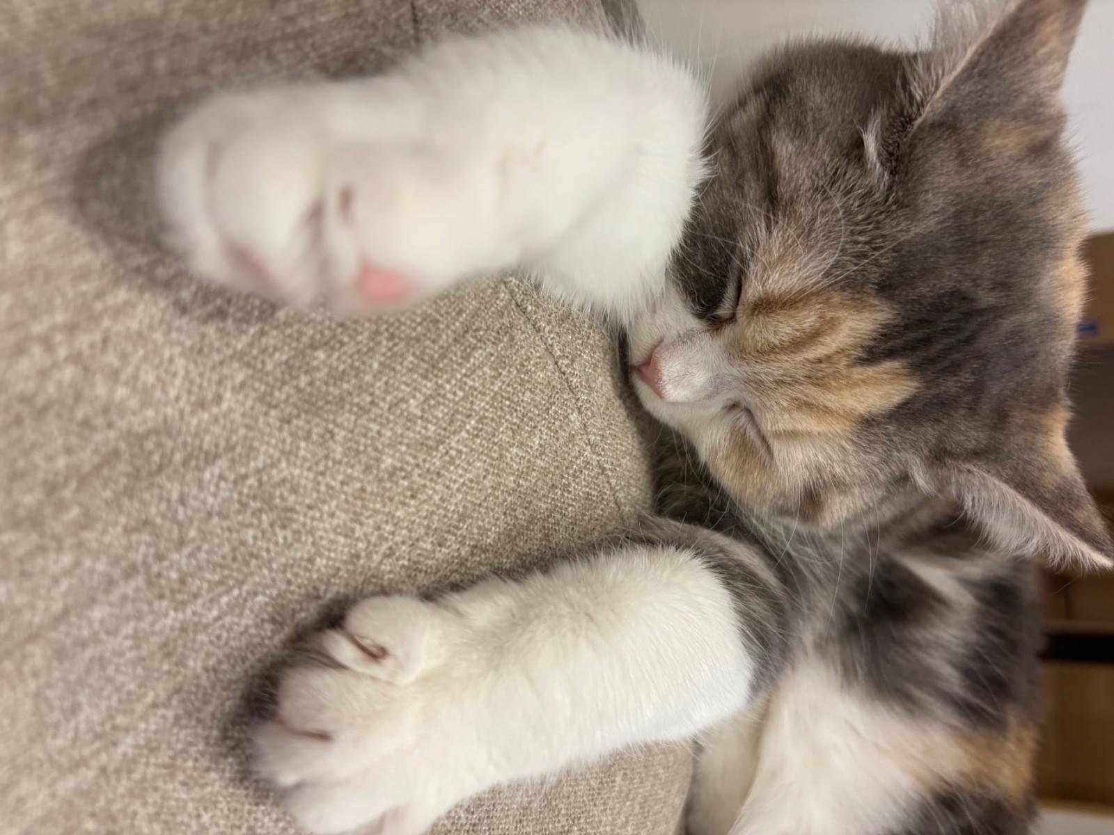 天ちゃん