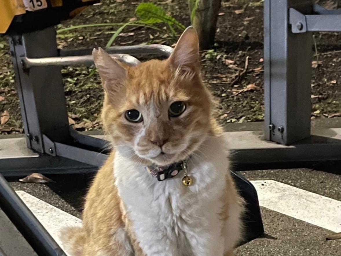保護された猫 保護された猫