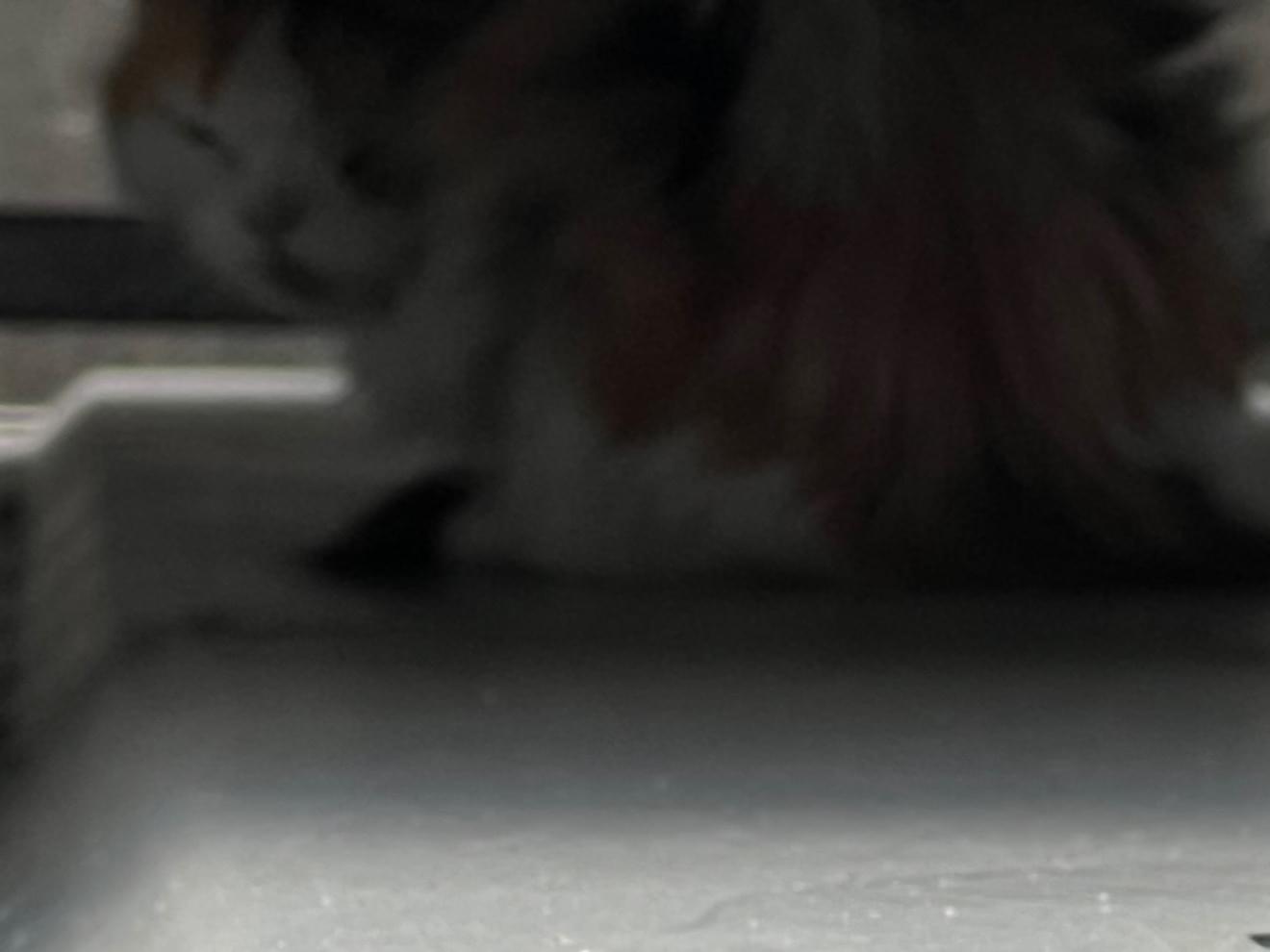 目撃された猫 目撃された猫