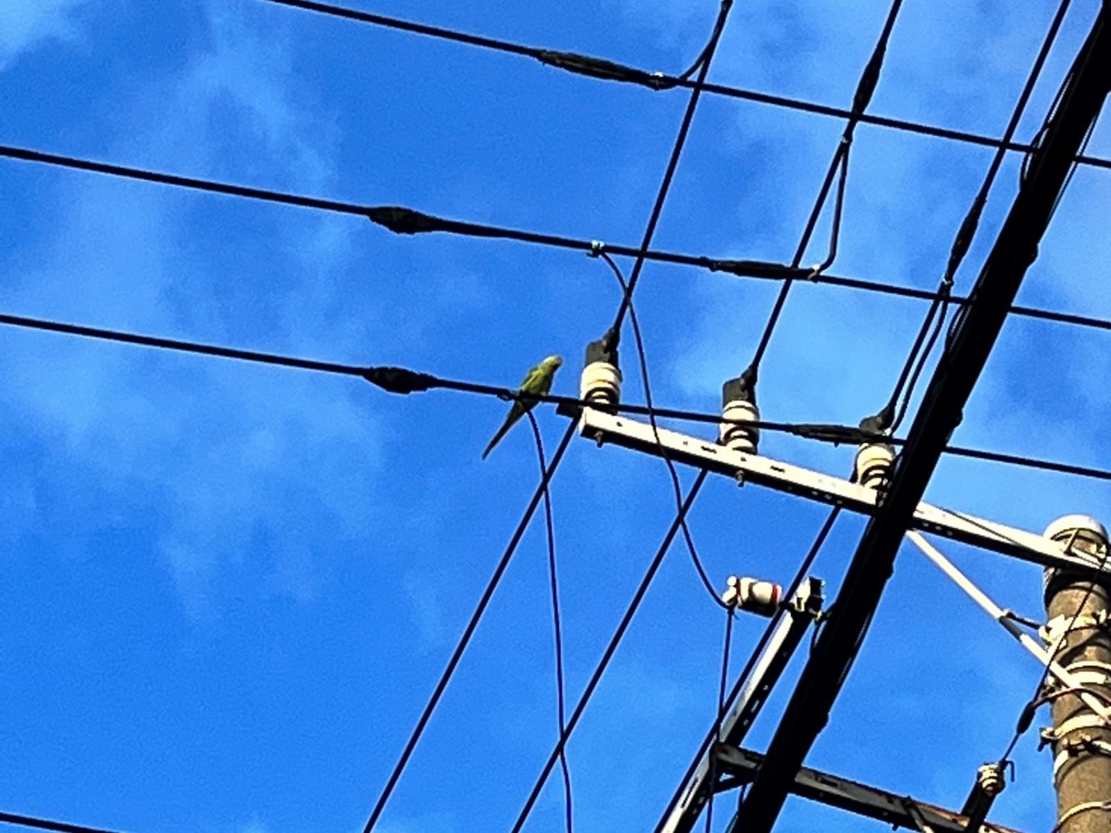 目撃された鳥 目撃された鳥