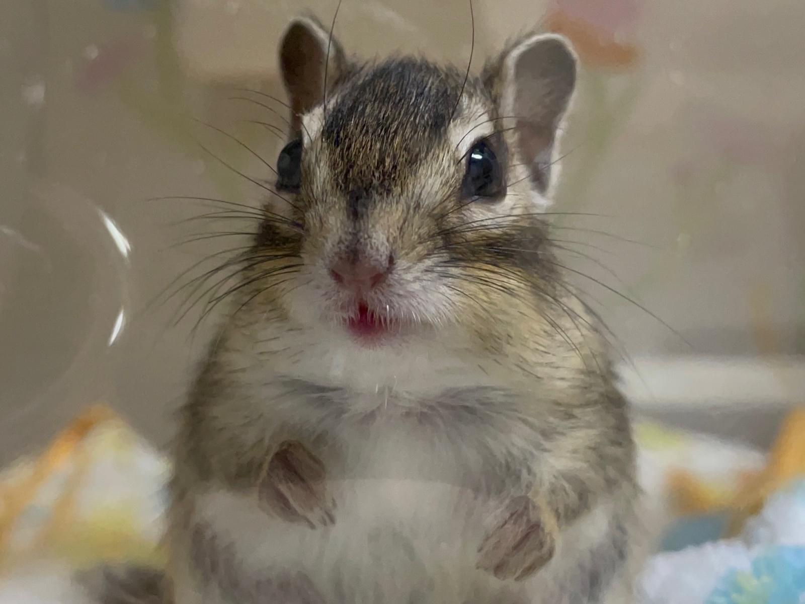 ちょこちゃん ちょこちゃん
