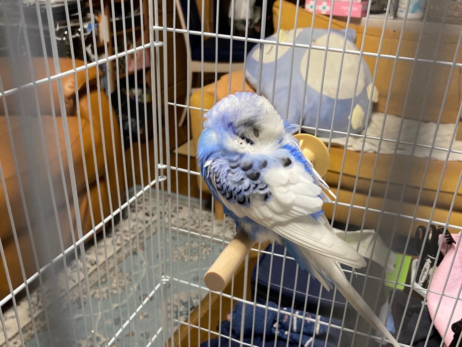 保護された鳥 保護された鳥