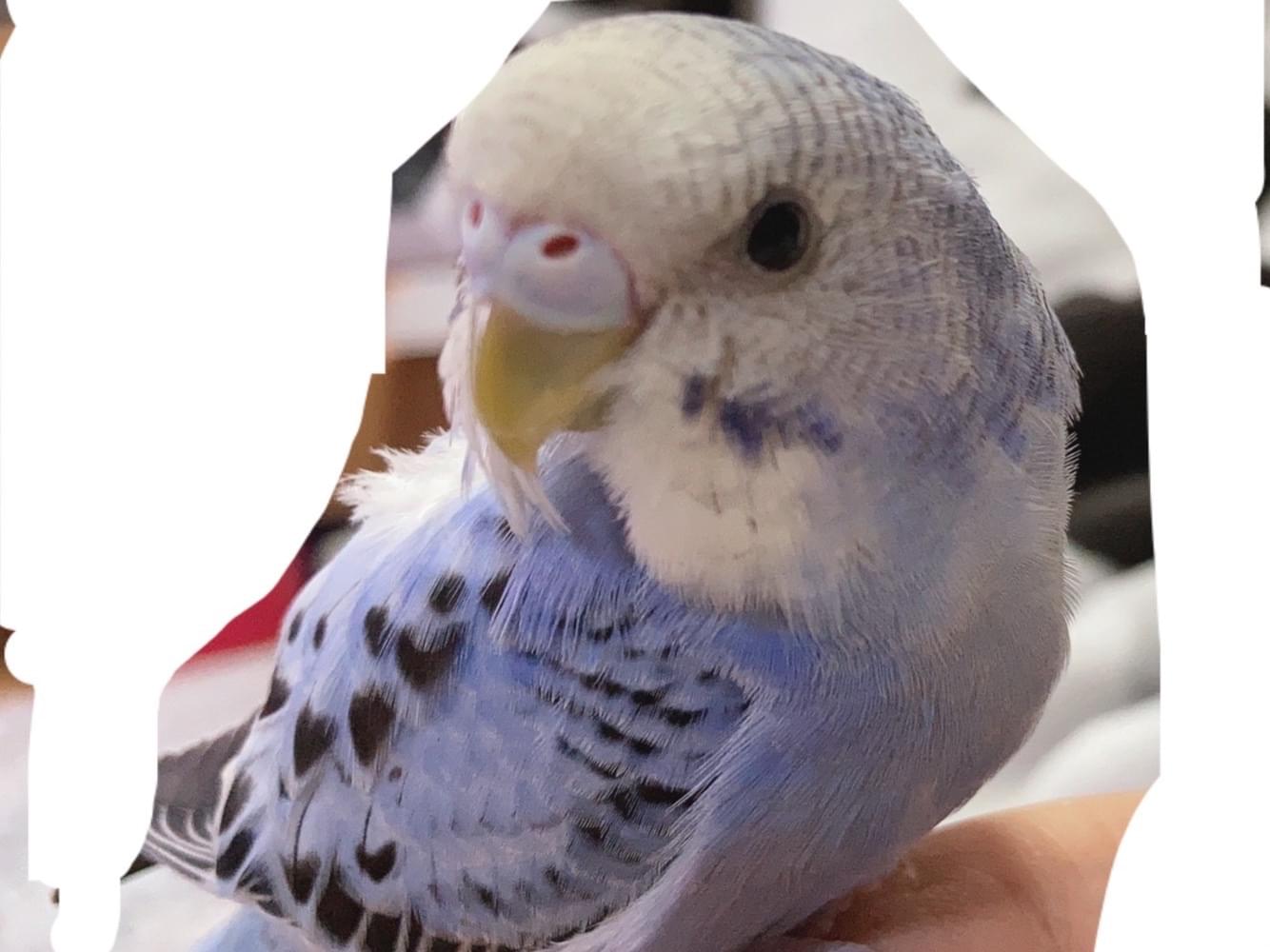 くうちゃん くうちゃん