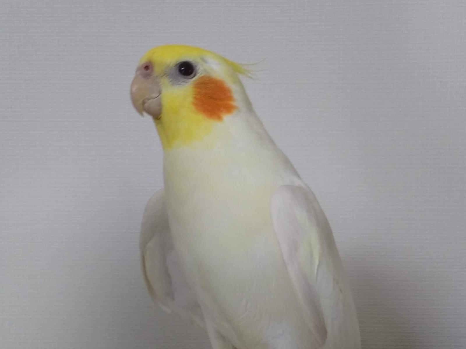ピーちゃん ピーちゃん