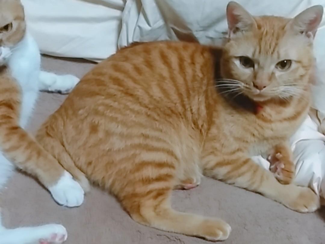 ポンタちゃん ポンタちゃん