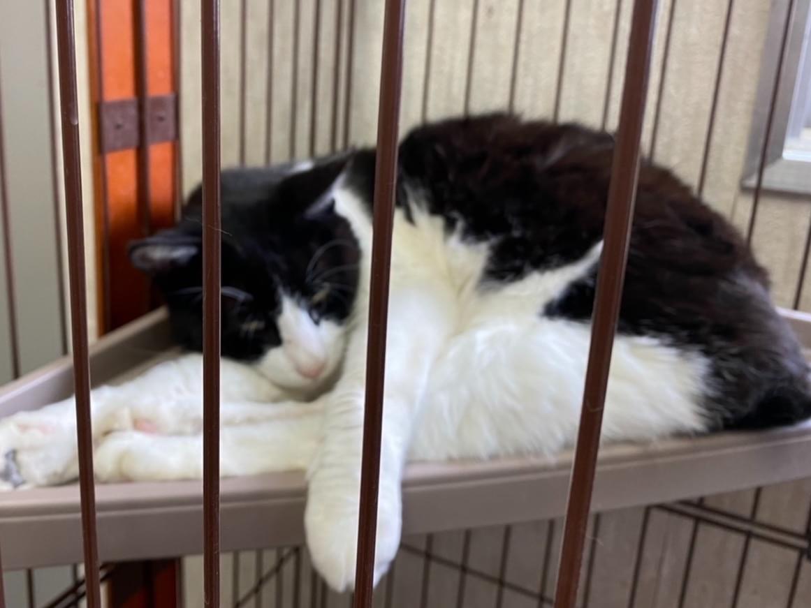 保護された猫 保護された猫