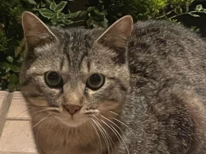目撃された猫 目撃された猫