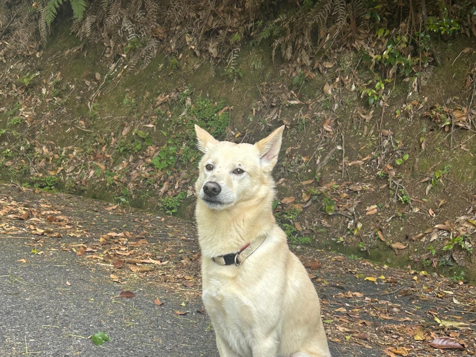 目撃された犬 目撃された犬