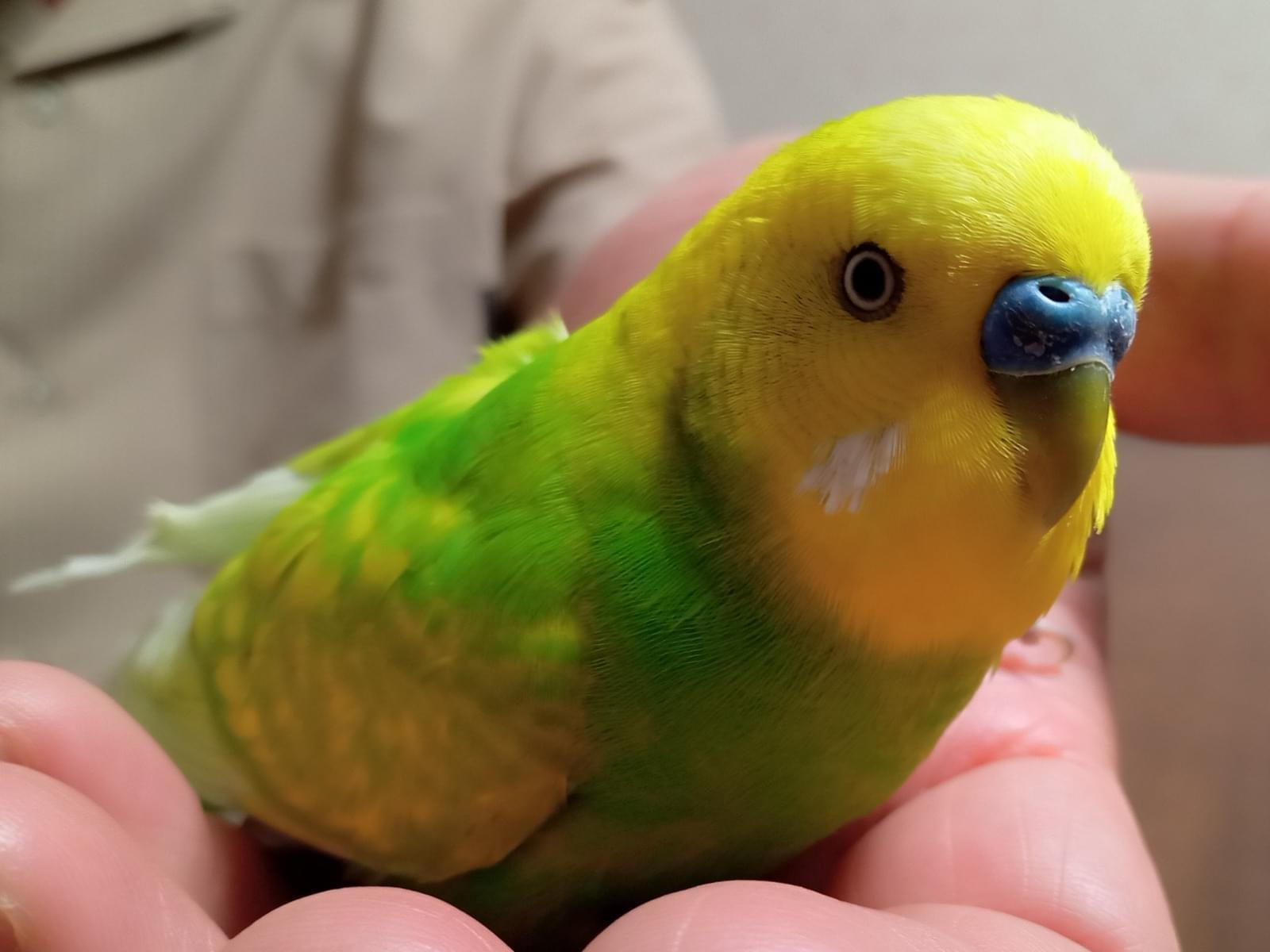 保護された鳥 保護された鳥