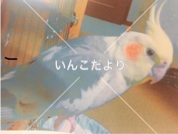 ピィちゃん ピィちゃん
