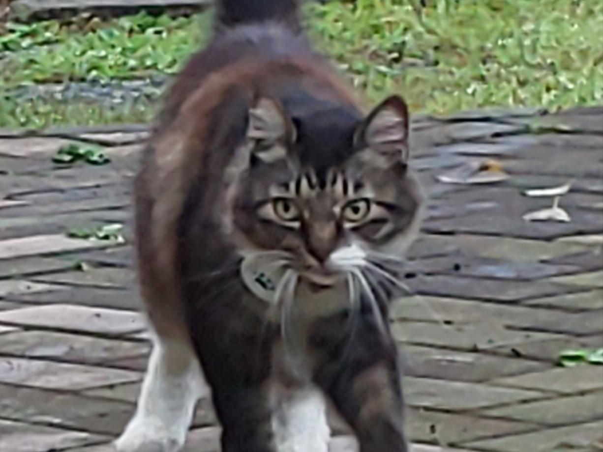 保護された猫 保護された猫