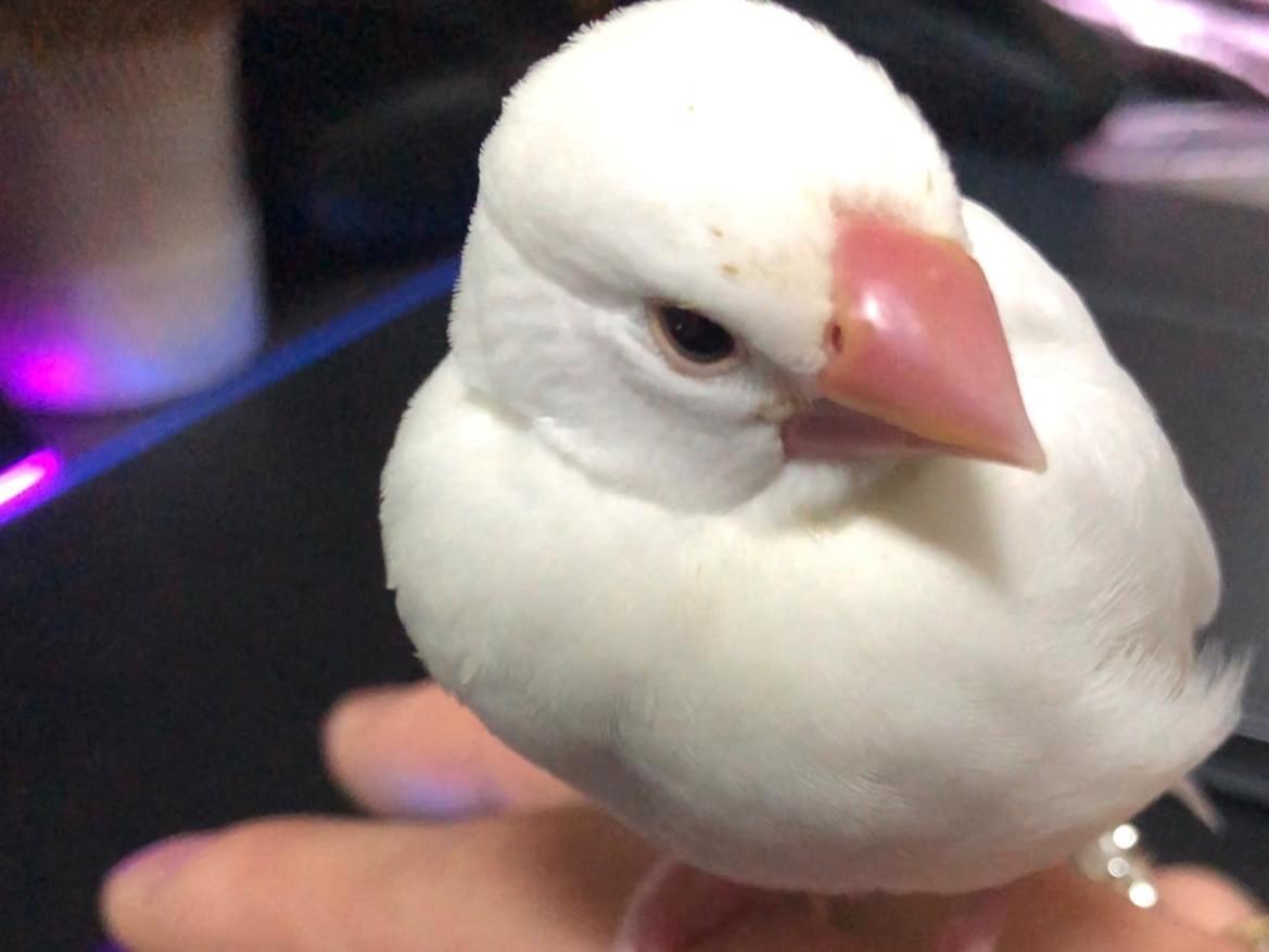 モーグリちゃん